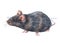 Watercolor single mouse animal isolated