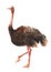 Watercolor single ostrich animal isolated