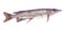 Watercolor single pike fish animal isolated