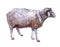 Watercolor single ram sheep animal