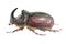 Watercolor single rhinoceros beetle insect