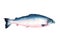 Watercolor single salmon fish isolated