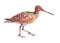 Watercolor single sandpiper animal isolated