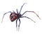 Watercolor single Spider insect animal