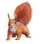 Watercolor single squirrel animal