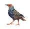 Watercolor single starling animal isolated