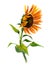 Watercolor single sunflower isolated