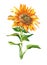 Watercolor single sunflower isolated