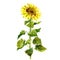 Watercolor single sunflower isolated