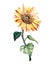 Watercolor single sunflower isolated on a white background