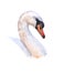 Watercolor single swan animal isolated