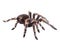 Watercolor single tarantula insect animal