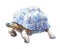 Watercolor single turtle animal isolated