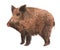 Watercolor single wild boar pig animal isolated