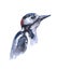 Watercolor single woodpecker animal