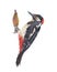 Watercolor single woodpecker animal isolated