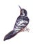 Watercolor single woodpecker animal isolated
