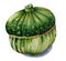 Watercolor sketch turban squash green pumpkin isolated on white background.