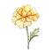 Watercolor Sketch Of A Yellow Carnation Flower - Charming Character Illustration