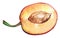 Watercolor slice plum prune fruit isolated vector