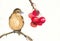 Watercolor small brown bird on the cherry branch