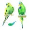 Watercolor small green parrots.