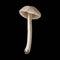 Watercolor small mushrooms. Realistic poisonous mushrooms. botanical illustration