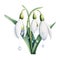 watercolor snowdrop flowers illustration on a white background.