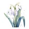 watercolor snowdrop flowers illustration on a white background.