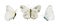 Watercolor soft earth tones butterflies collection