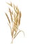 Watercolor spikelets of wheat, rye, barley, grains on a white background.