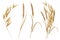 Watercolor spikelets of wheat, rye, barley, grains on a white background.