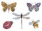 Watercolor splash insect bug moth, butterfly, ladybug, dragonfly, bee Isolated element