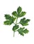 Watercolor sprig of parsley. Composition on a white background