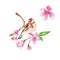 Watercolor spring bird goldfinch on sakura tree branch, buds and pink cherry flower