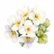 Watercolor Spring Bouquet: White Violet Flowers In Elegant, Emotive Style