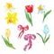 Watercolor spring flowers set. hand painted tulips, narcissus and muscari, isolated on white background