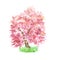 Watercolor spring sakura tree on grass isolated. Pink cherry tree blooming.  Hand painted botanical sketch.