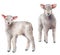 Watercolor spring set with lambs. Hand painted a pair of sheep isolated on white background. Animal illustration for
