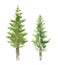 Watercolor spruce on an isolated white background. Element for design.