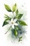 Watercolor Star Jasmine Painting: Simple and Minimalistic Style .