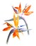Watercolor strelitzia - bird of paradise - flowers