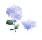 Watercolor style branch of hydrangea flowers. Set of Isolated florals object on white background.