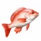 Watercolor Style Clipart Of Red Snapper Fish