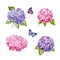 Watercolor style hydrangea flowers set. Glacier blue, violet lilac, purple colored. Vector illustration for simple