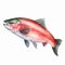 Watercolor Style Pink River Trout Clipart On White Background