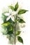 Watercolor Style Star Jasmine Painting: Simple and Minimalistic .