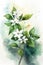 Watercolor Style Star Jasmine Painting: Simple and Minimalistic .