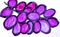 Watercolor stylized image of a bunch of purple grapes, isolated on a white background, cute hand drawing