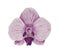 Watercolor, stylized phalaenopsis orchid flower